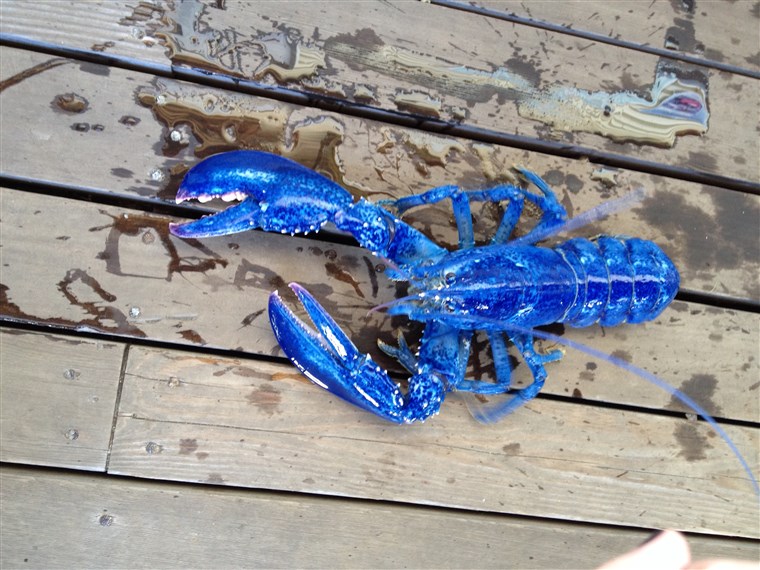 Biru Lobster