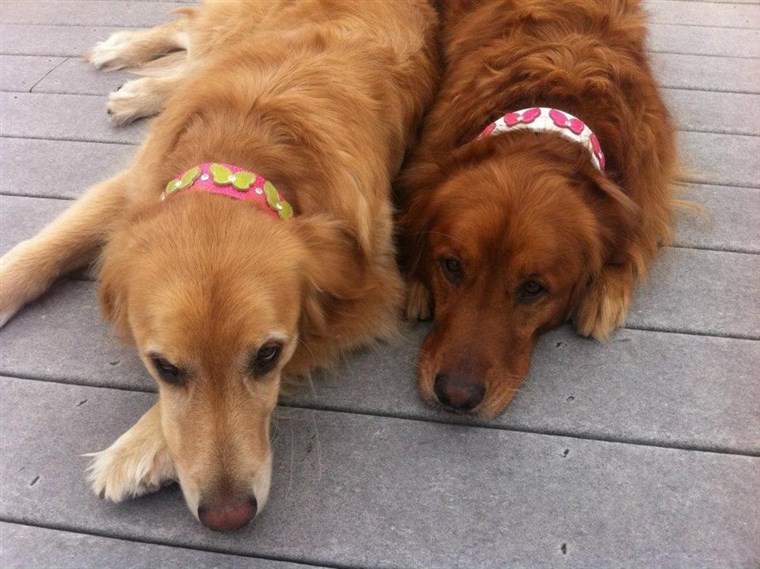 Aiuto your pet look good with these stylish collars.