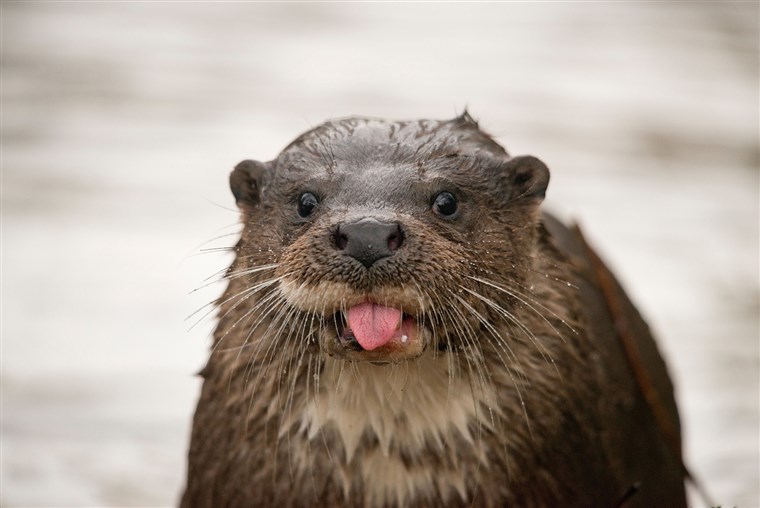 GAMBAR: Otter with tongue sticking out