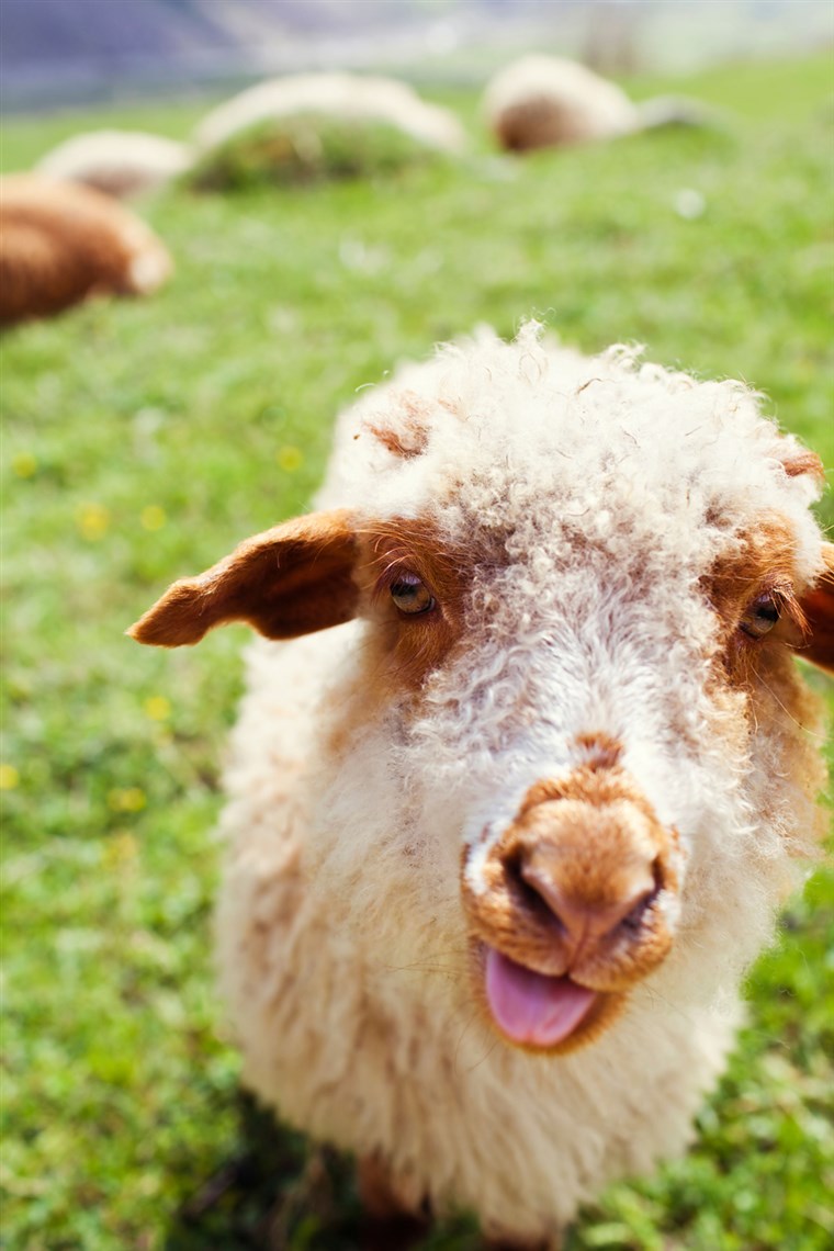 GAMBAR: Funny sheep sticking out tongue in green meadow