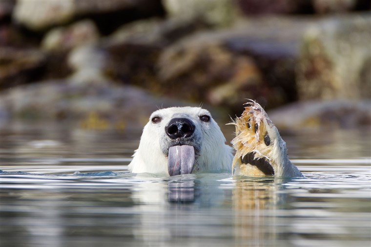 GAMBAR: A polar bear sticks out its tongue