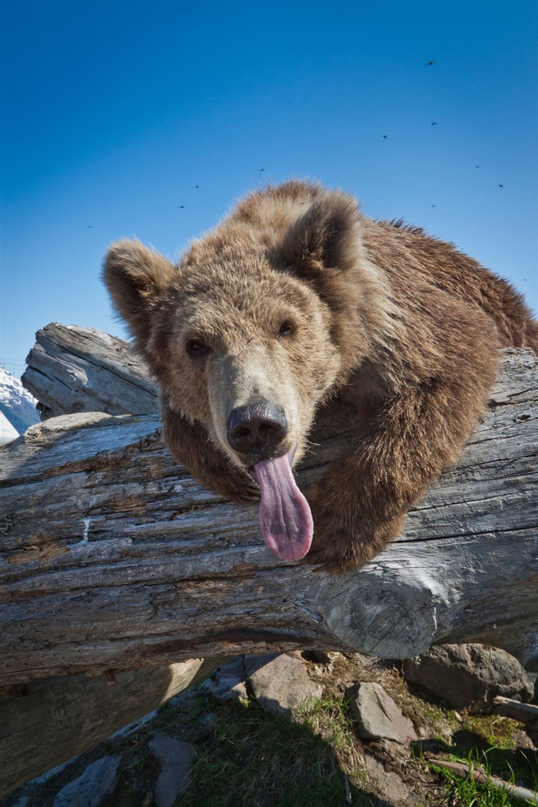 GAMBAR: A Kodiak Brown bear leans across a log with her tongue sticking out