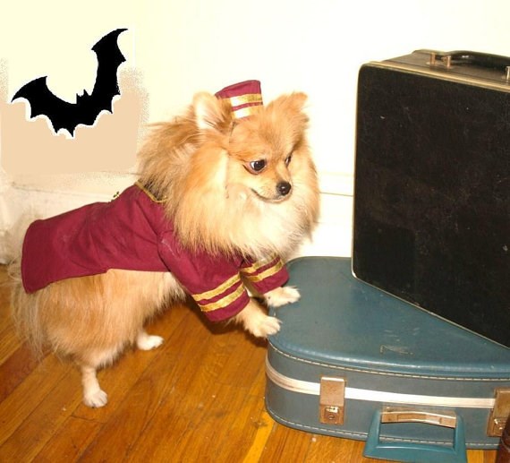 보이 dog Halloween costume