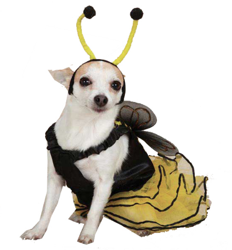 벌 dog Halloween costume