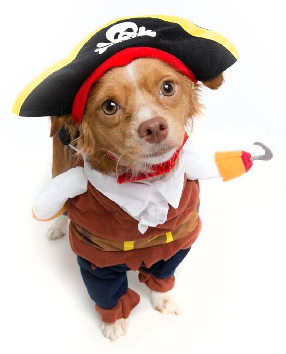 해적 dog Halloween costume