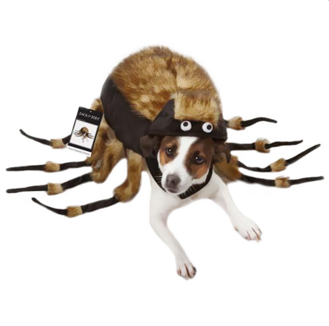 타란툴라 거미 dog Halloween costume