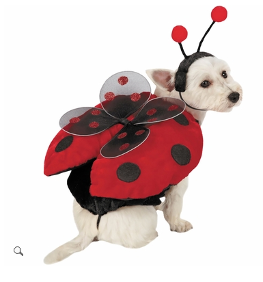 무당 벌레 dog Halloween costume