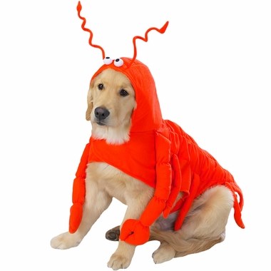 랍스터 dog Halloween costume