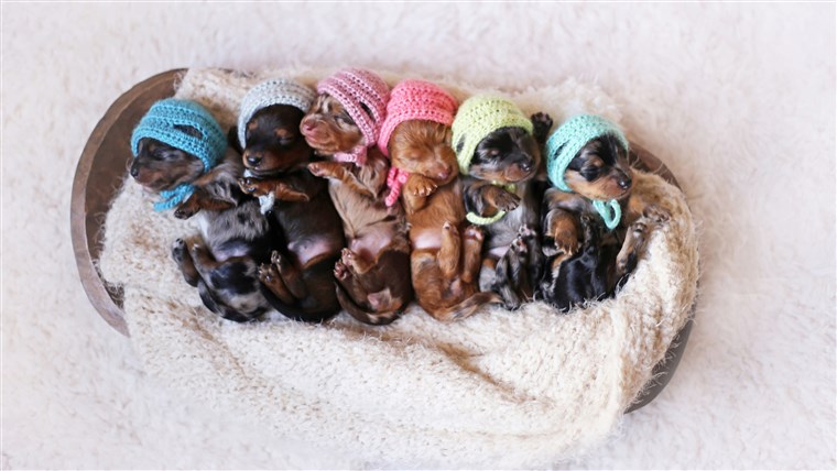 Bangga Dachshund Mom Poses For Photoshoot With Her Newborn Pups