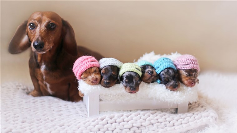 Bangga Dachshund Mom Poses For Photoshoot With Her Newborn Pups