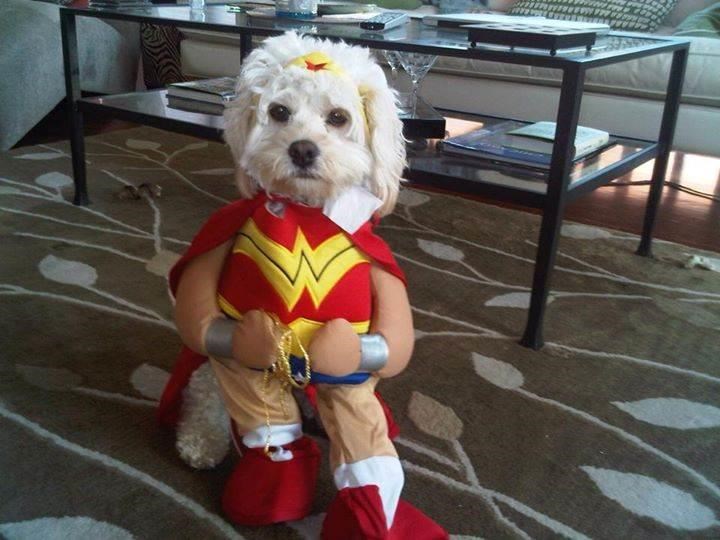Bertanya-tanya Woman Dog Halloween Costume