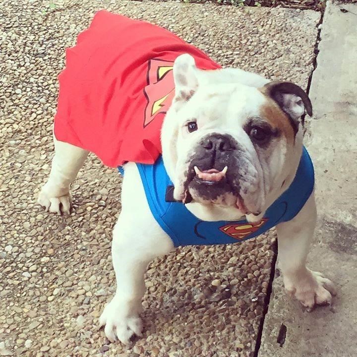 Superman Dog Halloween Costumes