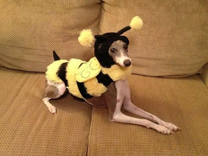 Kumbang dog Halloween Costume