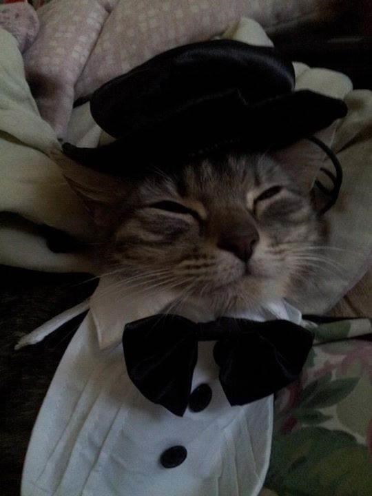 Tuxedo Cat Halloween Costume
