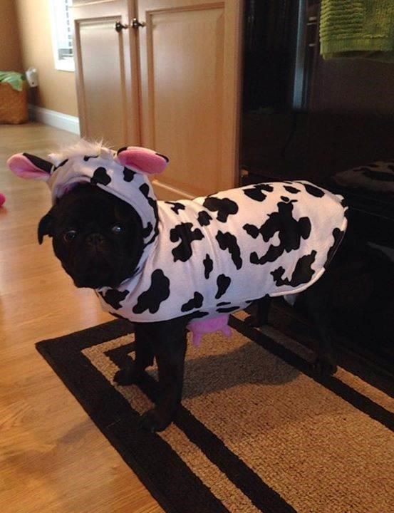 Sapi Halloween Costume for pets: dogs and cat costumes