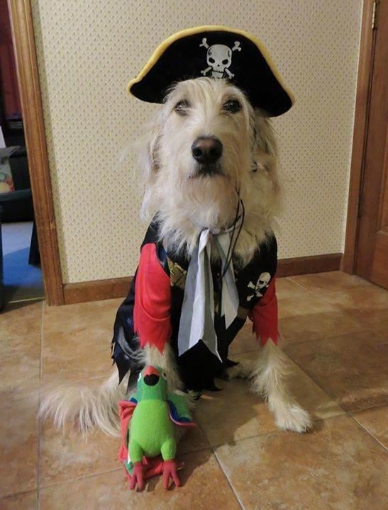 Pirata Halloween costume for pets: dog and cat costumes