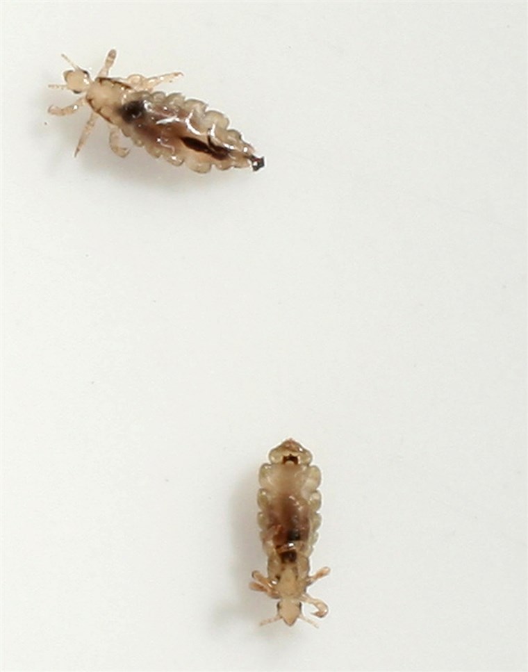 ベルリン - JUNE 22: Two head lice (Pediculus humanus capitis) crawl on a piece of paper after having been removed from the hair of a little boy June 22...