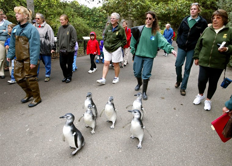 마젤란 사람의 penguin chicks waddle through the San Francisco Zoo.