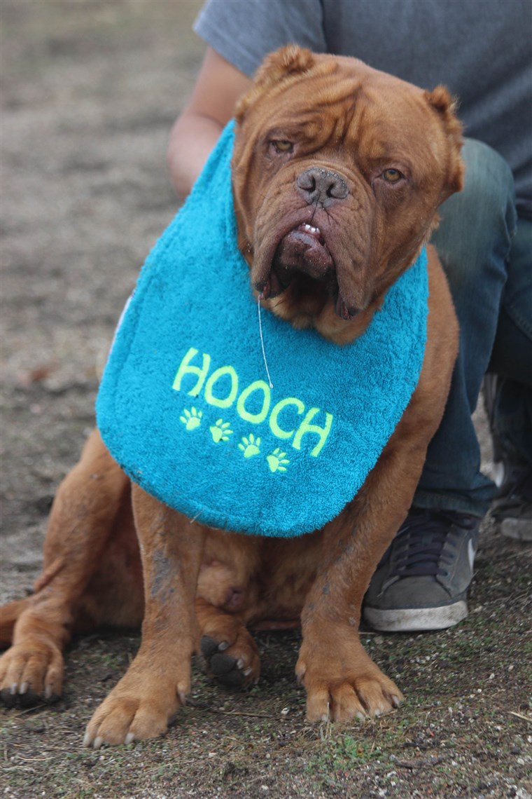 Hooch, 2016 American Hero Dog