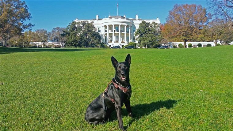 秘密 Service dog Hurricane in front of the White House