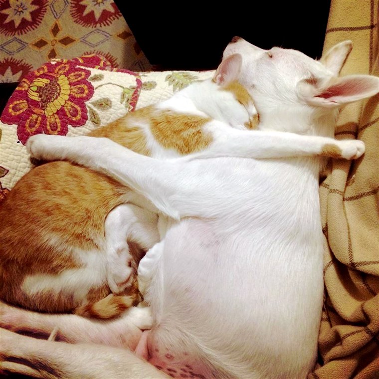호박 the cat and Winnie the dog were adopted from different shelters, but now they are family.