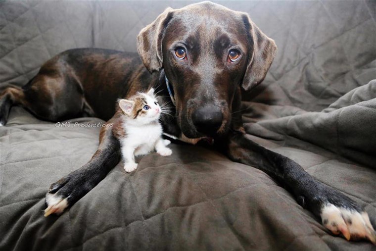 할리 퀸 the dog and Memphis the kitten were both adopted from Brooklyn's city shelter.