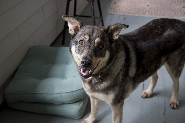 에리카's dog, Jake, loves to be with the family while they are on the porch. 