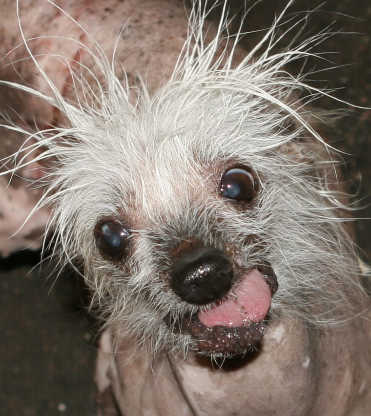 Maret 2006 Sunnyvale, Ca. USA Here is some info on Rascal, “The World’s Ugliest Dog”. Rascal, The only living and competing Ugly dog to hold the cov...