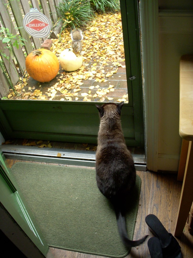 Nikita the cat looking out door at a squirrel