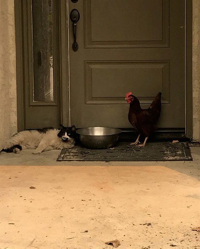고양이, chicken 