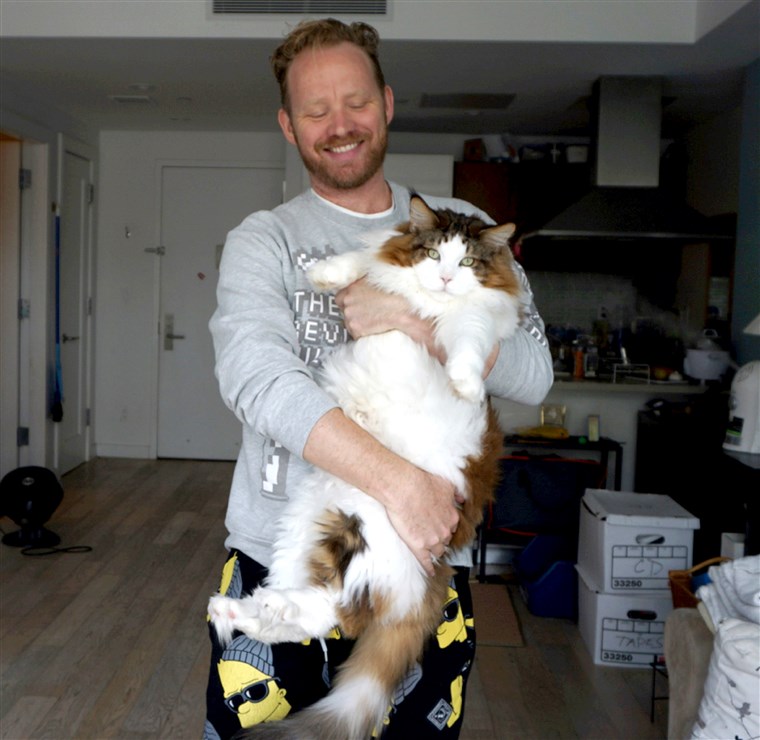 삼손, the largest cat in New York City