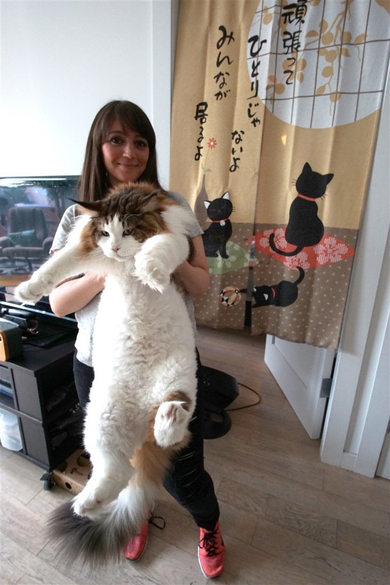 삼손 the cat, largest cat in New York
