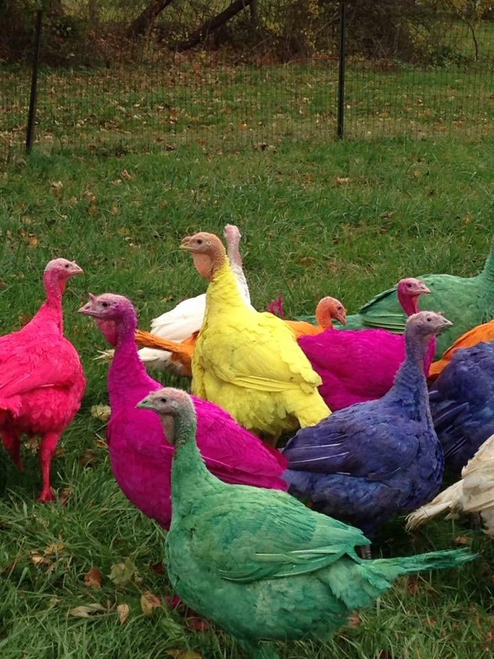 colorato turkeys