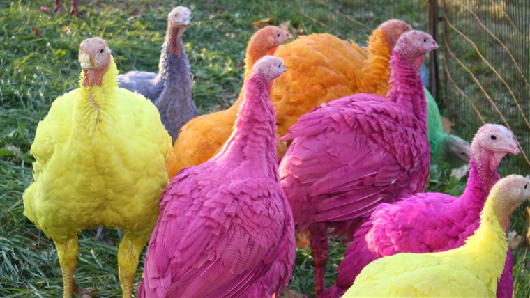 Colorato turkeys