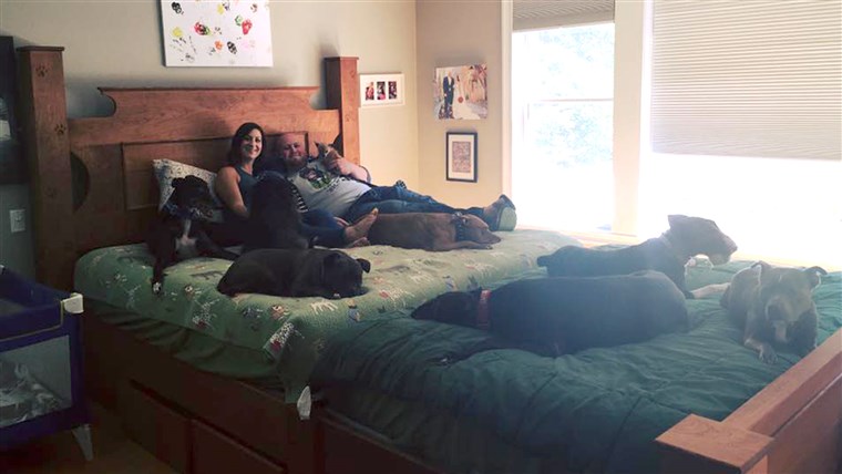 두 who built a giant bed so they could sleep with their many dogs.
