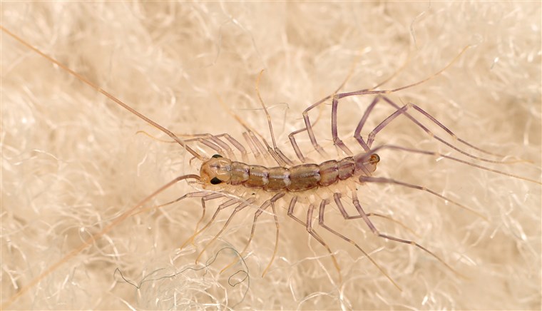 家 centipedes are harmless and will try their best to avoid humans. They're extremely fast and active hunters, especially enjoying cockroaches and flies for meals.