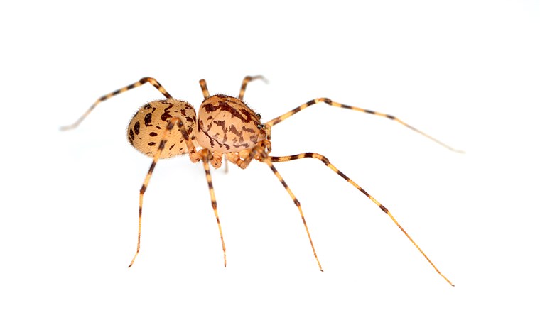 에이 spitting spider spits a venomous silk on their prey, tying it up so the spider can delicately bite the food item.
