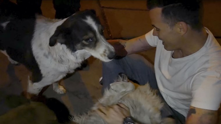 스티브 - 오 rescued street dog in Peru