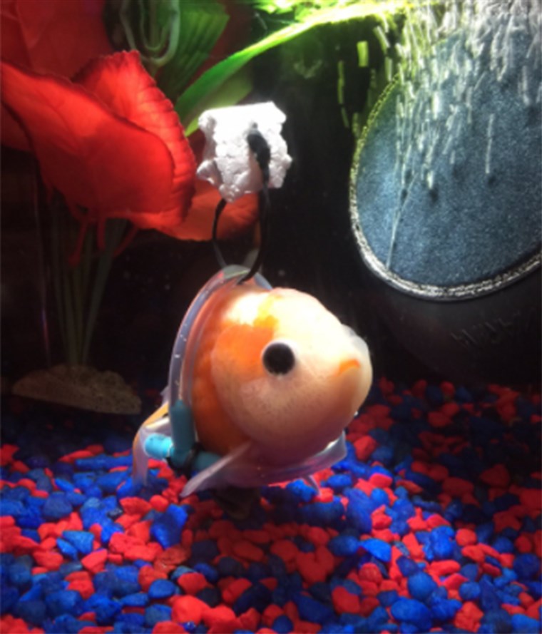 Adesso the goldfish's owner is looking for help naming his pet.