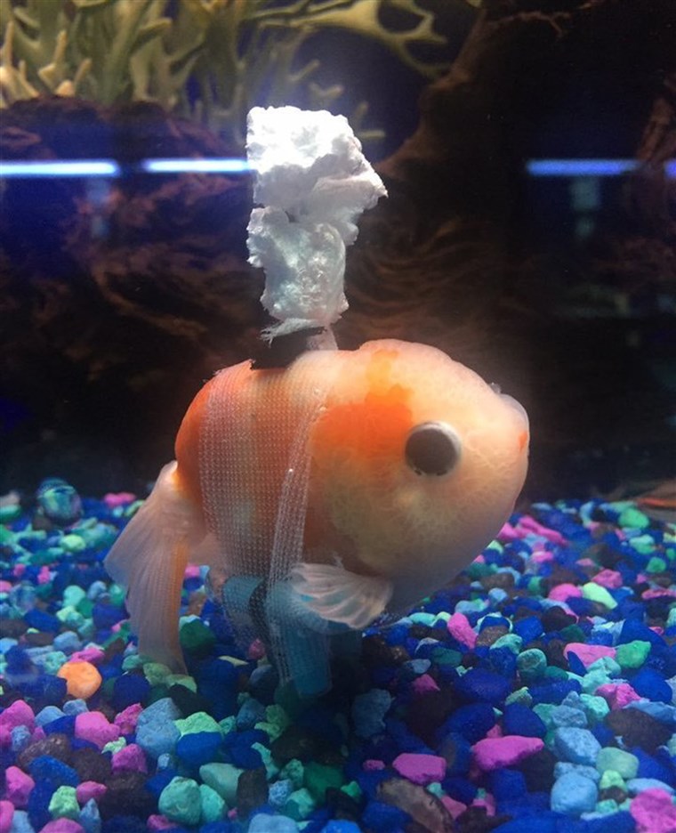 Questo goldfish was having buoyancy problems so his person concocted a goldfish 