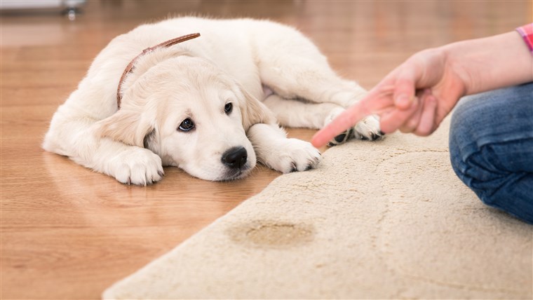 Anak anjing urinate on rug