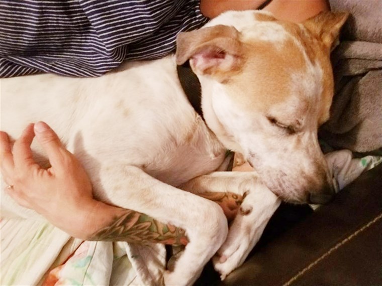 Hewan shelter puts dog on Tinder to help him get adopted.