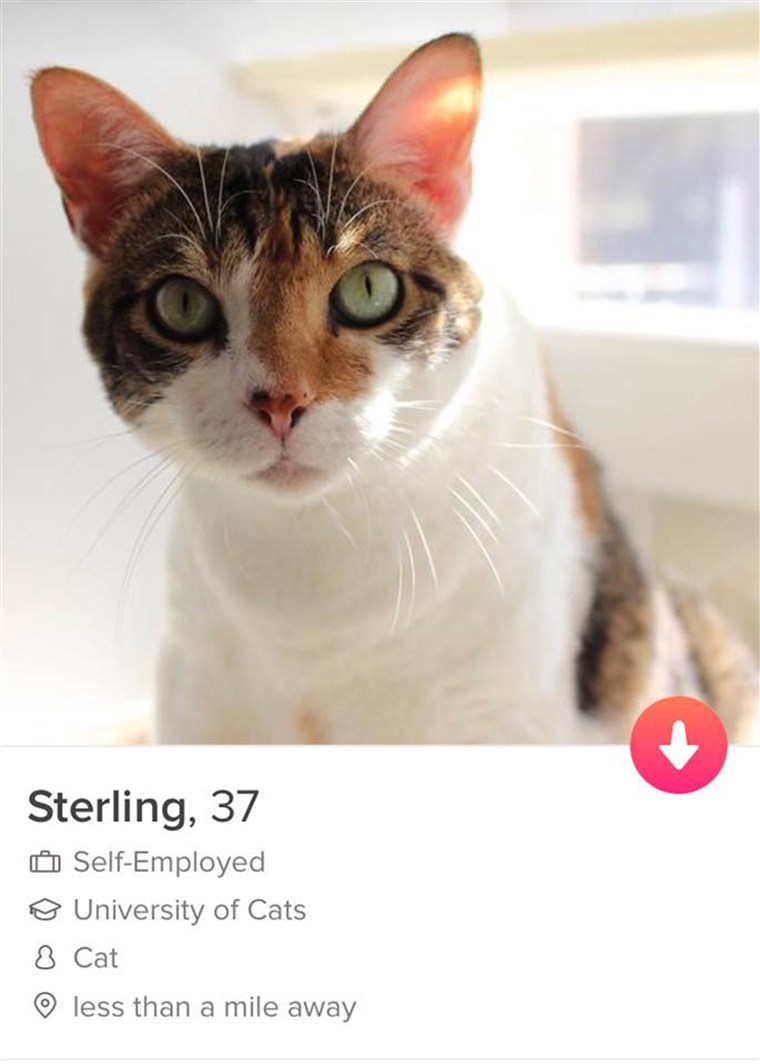 Anjing and cats on Tinder to find furever home
