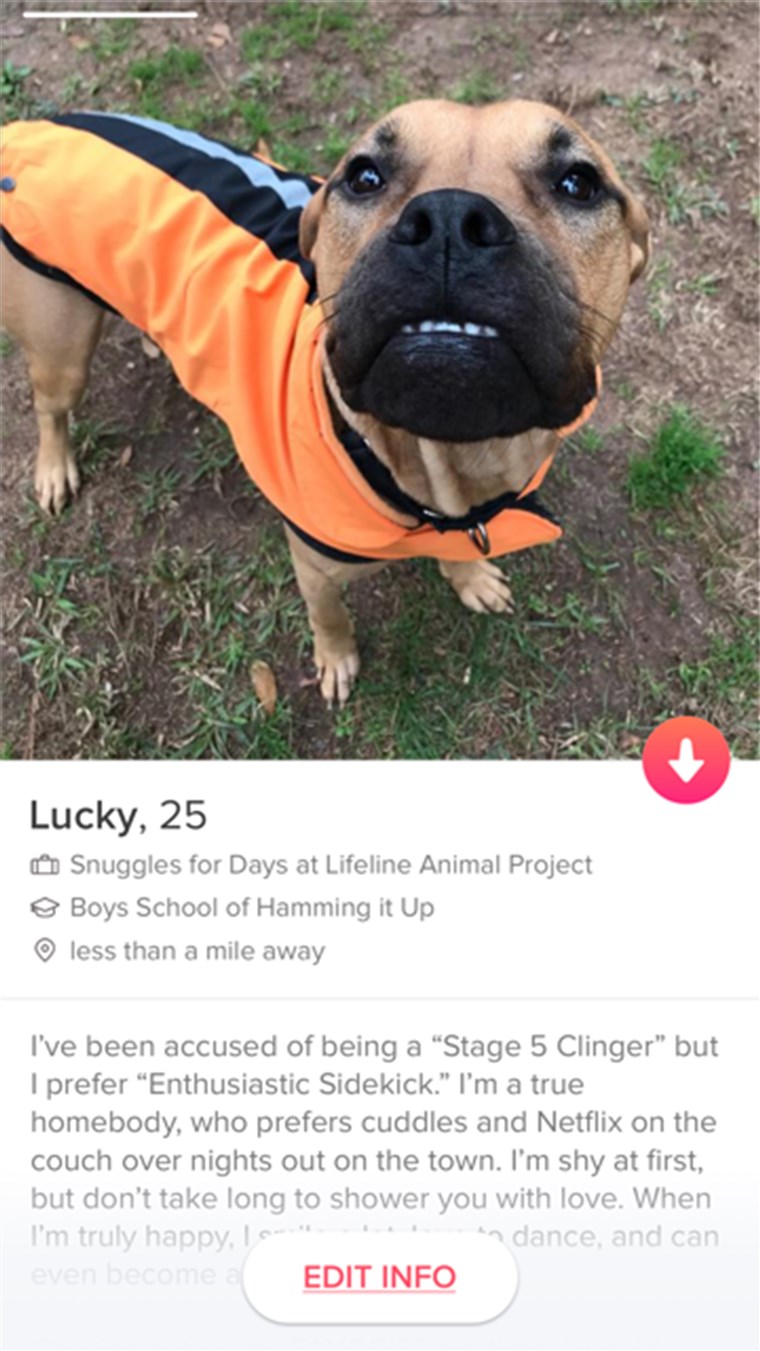 Anjing on Tinder to find adoption match