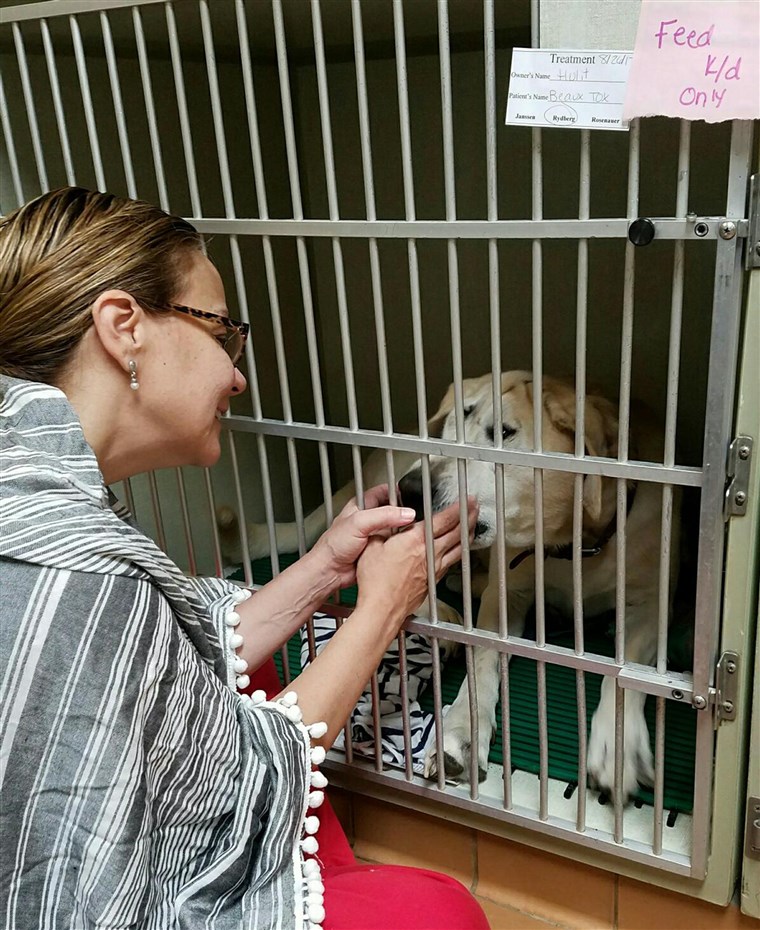 犬 with facial deformity is rescued