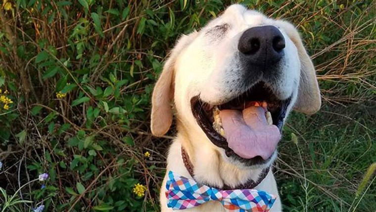 犬 with facial deformity gets adopted