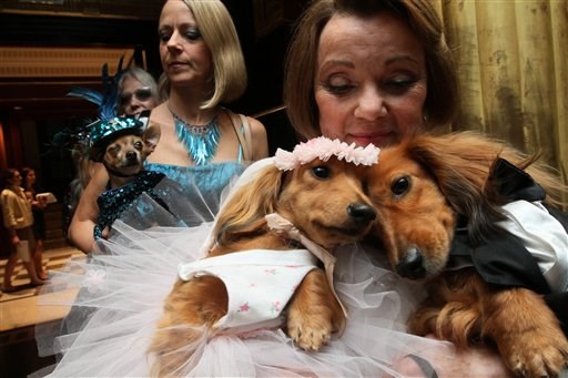 Dachshund dressed for the occasion, Dee Dee, foreground left, and her cousin Clifford, foreground right, are held by their owner Valerie Diker, as they and other dogs and people wait for the start of the most expensive wedding for pets Thursday July 12, 2012 in New York. The black tie fundraiser, where two dogs were 
