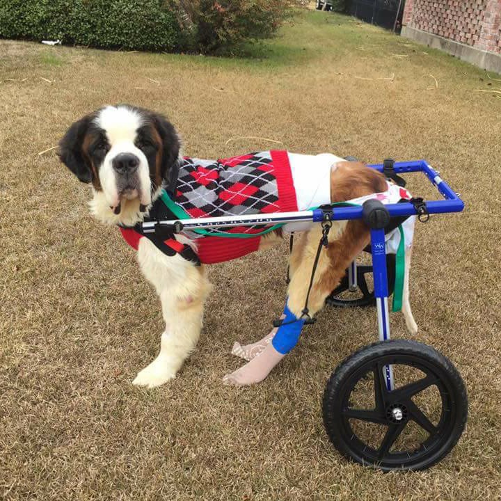 Gunnar's Wheels, dogs, wheelchairs