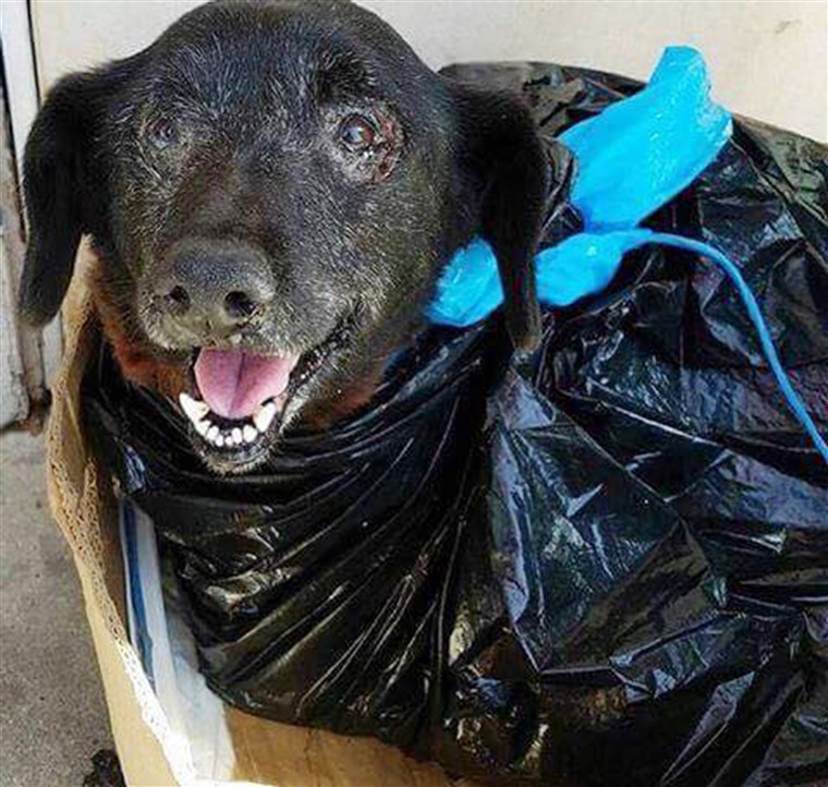 Blackie was dropped off at a busy California shelter wrapped in a garbage bag.