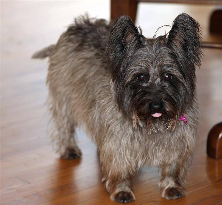 Ciao, my name is Bucky, I am a 10 year old Cairn Terrier and I live in Brighton, Michigan. My Mom and Dad gave me the name Bucky because my front teeth are so 